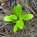 Silaos Wanderungen 342 - Arbeitskopie 2