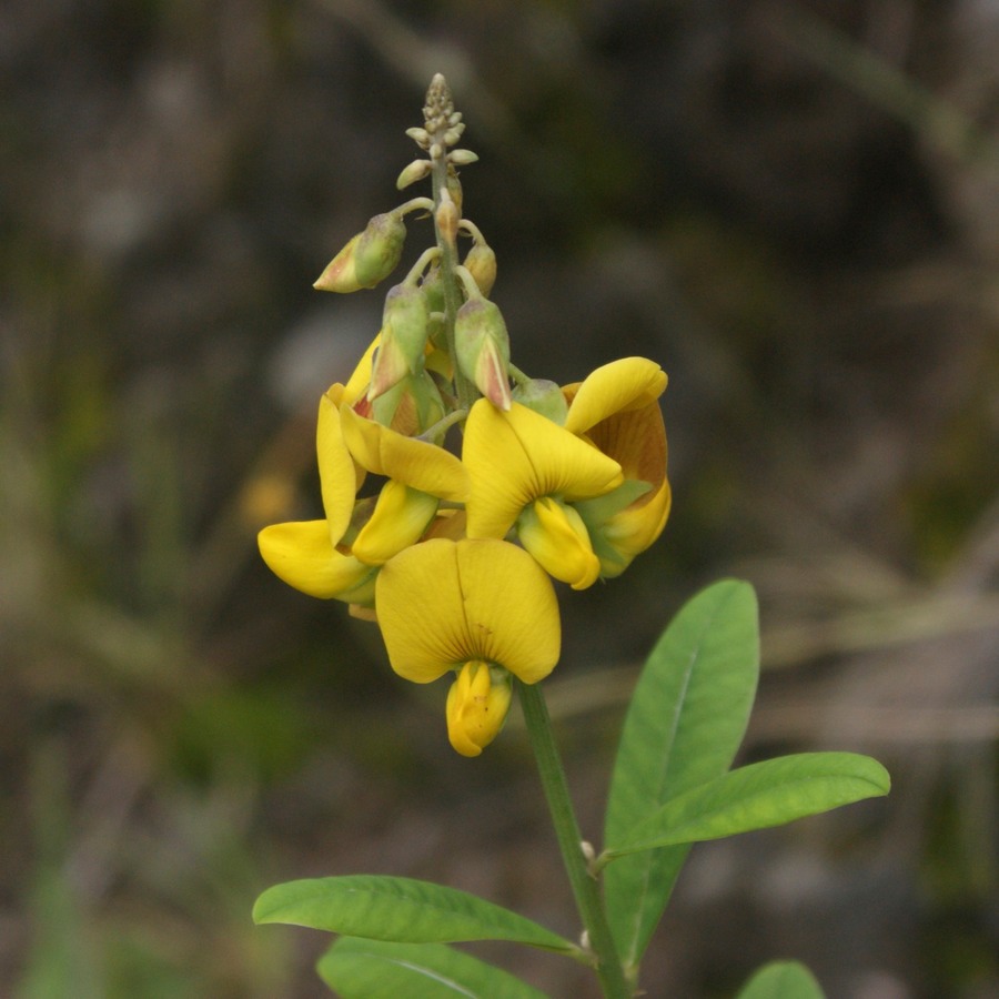 Silaos Wanderungen 454 (2) - Arbeitskopie 2