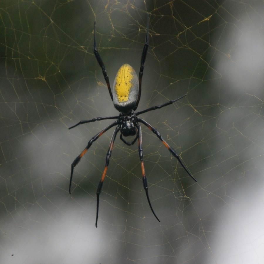 Silaos Wanderungen 485 (2) - Arbeitskopie 2