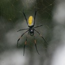 Silaos Wanderungen 485 (2) - Arbeitskopie 2