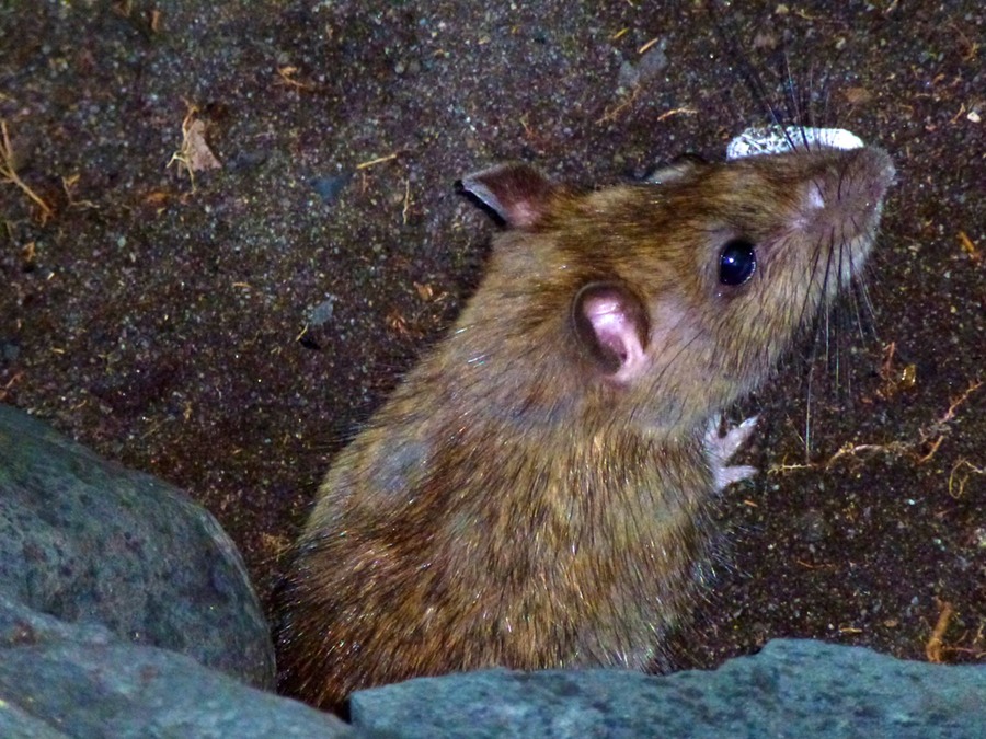 St. Paul Cimetiere St. Gilles 073 - Arbeitskopie 2