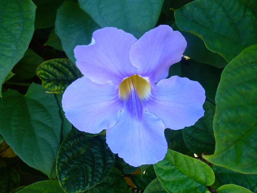 St. Paul Cimetiere St. Gilles 098