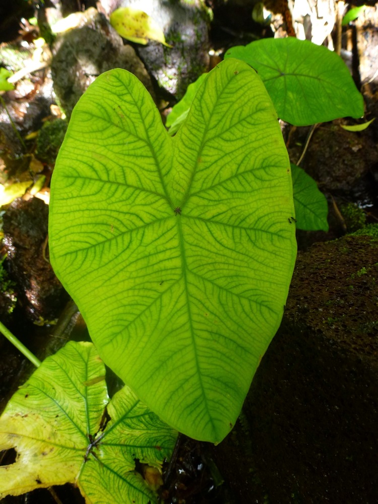Süsswasserbassin des Cormorans mit Wasserfall 044