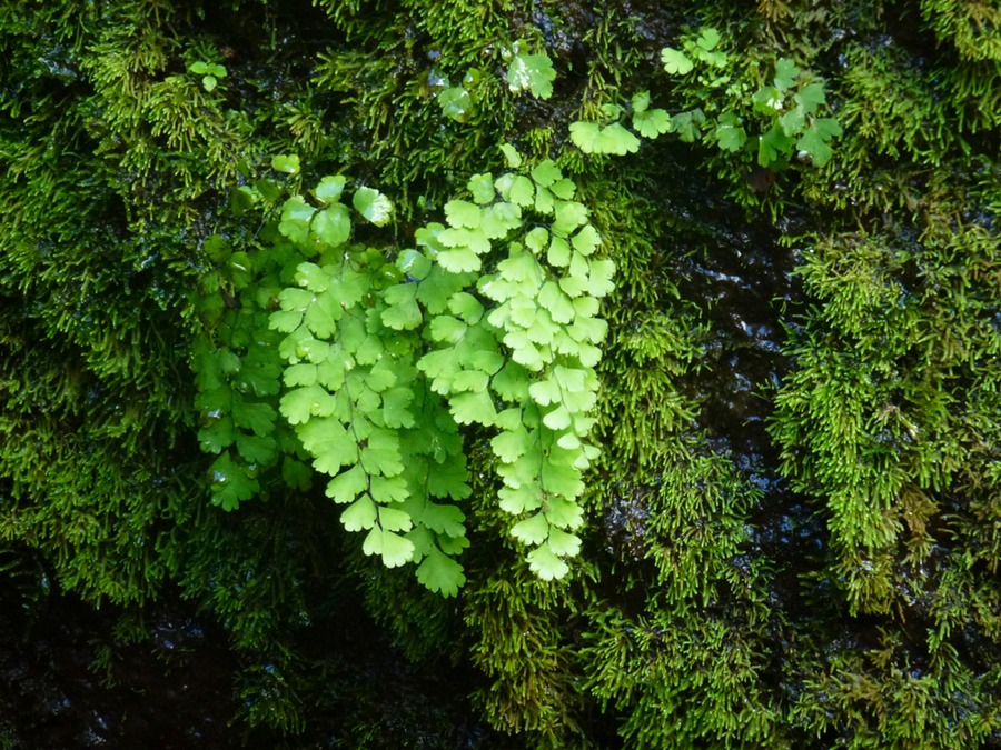 Süsswasserbassin des Cormorans mit Wasserfall 137