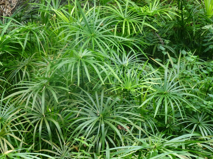 Süsswasserbassin des Cormorans mit Wasserfall 025