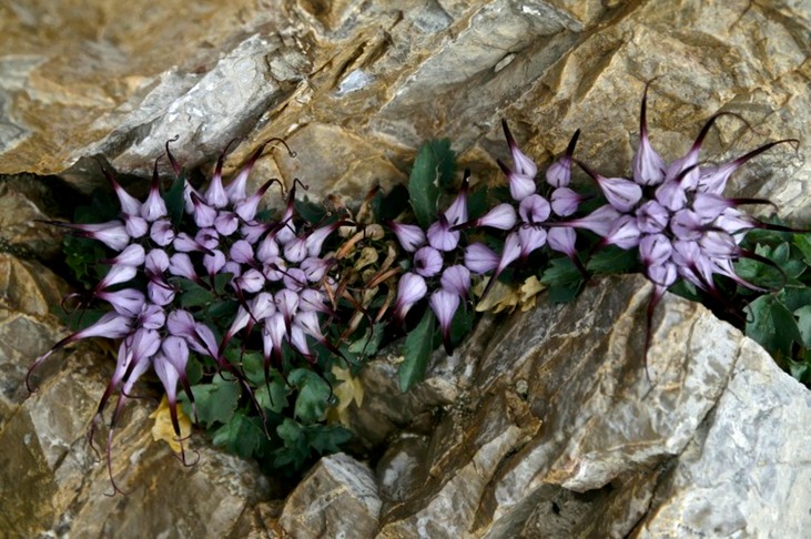 Teufelskralle, Physoplexis comosa - Arbeitskopie 2