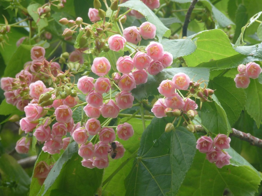 Volkan Grand Etang Cap Mechant 112 (2)