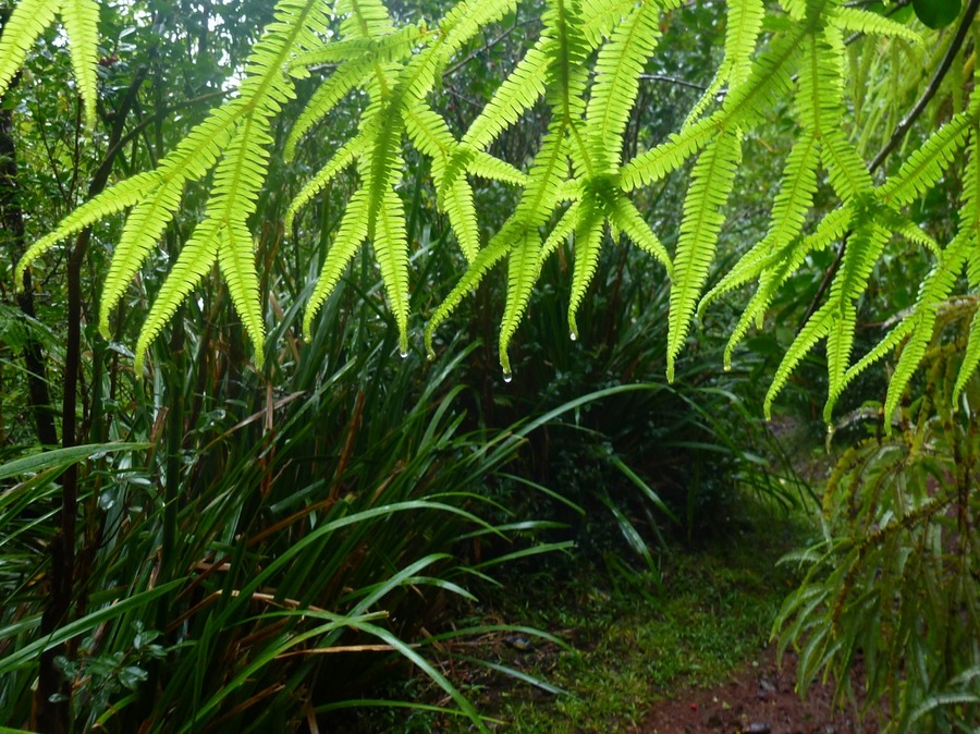 Volkan Grand Etang Cap Mechant 065 - Arbeitskopie 2